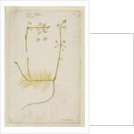 Water violet by Richard Waller