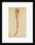 Anatomical study of leg and foot by Andreas van Rymsdyk