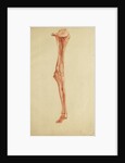 Anatomical study of leg and foot by Andreas van Rymsdyk