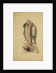 Anatomical study of the thoracic duct by Thomas Bonnor