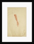 Anatomical study of forearm and hand by Andreas van Rymsdyk
