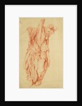 Anatomical study of the human torso by Jan van Rymsdyk