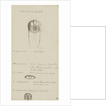 Trinucleus, genus of trilobite by Henry James