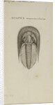 Harpes macrocephalus, species of trilobite by Henry James