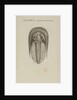 Harpes macrocephalus, species of trilobite by Henry James