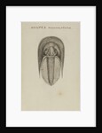 Harpes macrocephalus, species of trilobite by Henry James