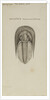 Harpes macrocephalus, species of trilobite by Henry James