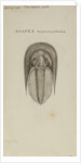 Harpes macrocephalus, species of trilobite by Henry James