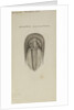 Harpes macrocephalus, species of trilobite by Henry James