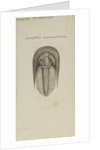 Harpes macrocephalus, species of trilobite by Henry James