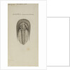 Harpes macrocephalus, species of trilobite by Henry James