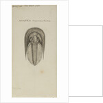 Harpes macrocephalus, species of trilobite by Henry James