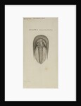 Harpes macrocephalus, species of trilobite by Henry James