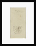 Brontes, genus of trilobite by Henry James