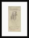 Brontes flabellifer, species of trilobite by Henry James