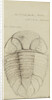 Nuattainia and Lichas, species of trilobite by Henry James