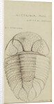 Nuattainia and Lichas, species of trilobite by Henry James