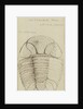 Nuattainia and Lichas, species of trilobite by Henry James