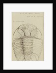 Nuattainia and Lichas, species of trilobite by Henry James