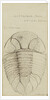 Nuattainia and Lichas, species of trilobite by Henry James