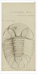 Nuattainia and Lichas, species of trilobite by Henry James