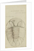 Nuattainia and Lichas, species of trilobite by Henry James