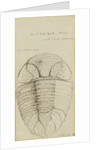 Nuattainia and Lichas, species of trilobite by Henry James