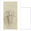 Nuattainia and Lichas, species of trilobite by Henry James