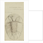 Nuattainia and Lichas, species of trilobite by Henry James