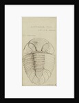 Nuattainia and Lichas, species of trilobite by Henry James