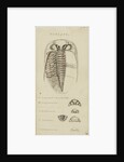 Phacops, genus of trilobite by Henry James