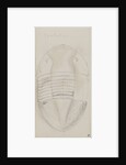 Isotelus, genus of trilobite by Henry James