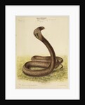Indian cobra by Annada Prasad Bagchi