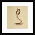 Indian cobra by Annada Prasad Bagchi