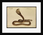 Indian cobra by Annada Prasad Bagchi
