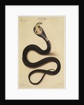 Indian cobra by Annada Prasad Bagchi