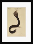 Indian cobra by Annada Prasad Bagchi
