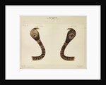 Indian cobra by Annada Prasad Bagchi
