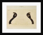 Indian cobra by Annada Prasad Bagchi