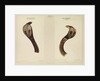 Indian cobra by Annada Prasad Bagchi