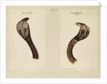 Indian cobra by Annada Prasad Bagchi