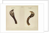 Indian cobra by Annada Prasad Bagchi