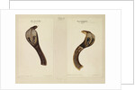 Indian cobra by Annada Prasad Bagchi