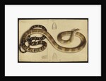 King cobra by Annada Prasad Bagchi