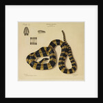 Banded krait by Annada Prasad Bagchi
