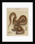 Russell's viper by Annada Prasad Bagchi