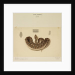 Saw-scaled viper by Annada Prasad Bagchi