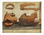 Royal chambers of a termite colony by Henry Smeathman