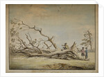 Storm-felled tree near Roehampton by Edward Edwards