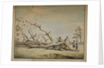 Storm-felled tree near Roehampton by Edward Edwards